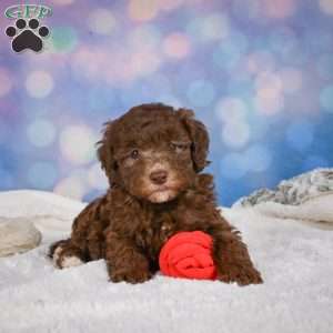 Cliffy, Mini Goldendoodle Puppy